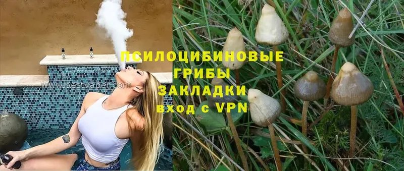 Псилоцибиновые грибы Cubensis  Знаменск 